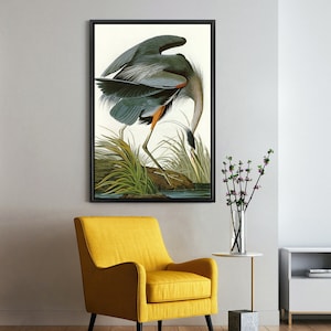 Può includere: Un'illustrazione vintage di un grande airone blu in piedi in una palude con canne verdi. L'uccello è blu-grigio con un collo lungo e un becco lungo e appuntito. L'airone sta guardando l'acqua.