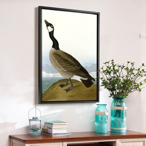 May include: A framed print of a vintage illustration of a Canada goose with a black and white head and a brown and white body. The goose is standing on a rock with a background of snow and water.