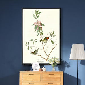 Könnte beinhalten: Eine gerahmte Vintage-botanische Illustration von zwei grün-gelben Vögeln, die auf einem Zweig mit rosa Blüten sitzen. Der Text "Ruby-crowned Kinglet" ist unter dem Bild gedruckt.