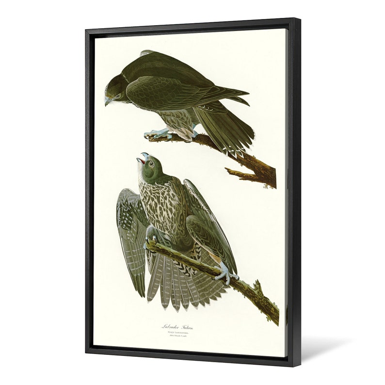 John James Audubon,Labrador Falcon,The Birds of America,canvas print,canvas art,canvas wall art,large wall art,framed wall art,p2401