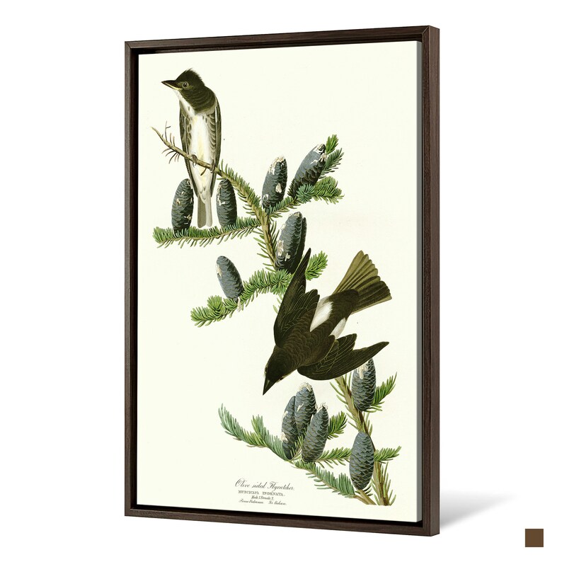 Olive sided Flycatcher,The Birds of America,canvas print,canvas art,canvas wall art,large wall art,framed wall art,p2422 John James Audubon