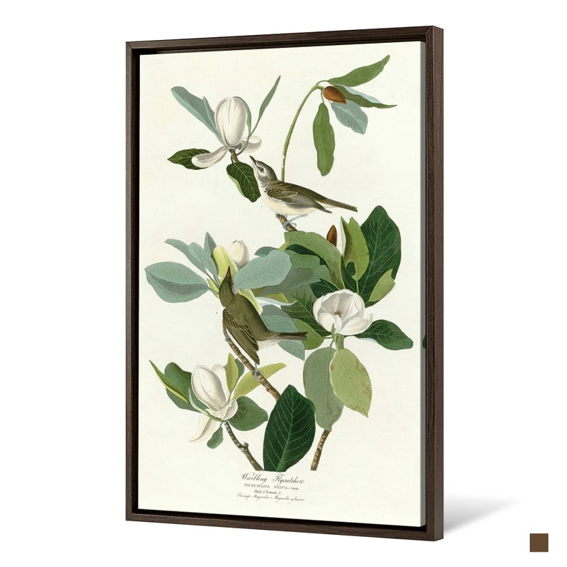 John James Audubon Warbling Flycatcher,The Birds of America,canvas print,canvas art,canvas wall art,large wall art,framed wall art,p2488