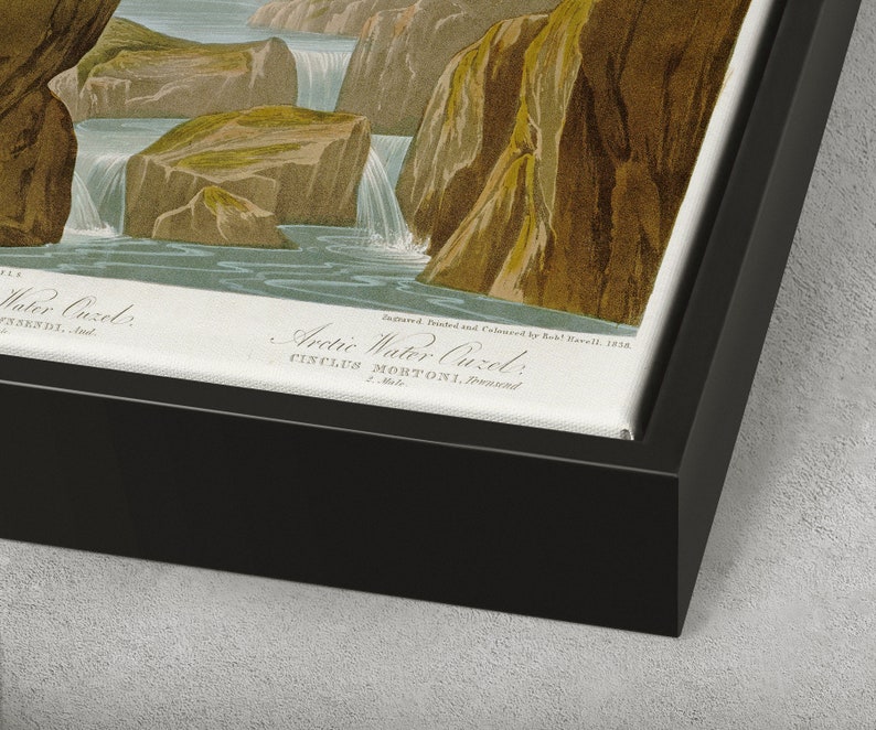 John James Audubon,Columbian Water Ouzel,The Birds of America,canvas print,canvas art,canvas wall art,large wall art,framed wall art,p2380