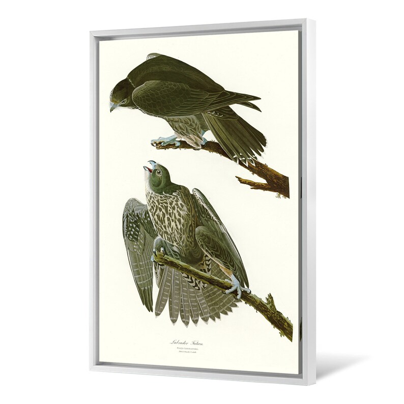 John James Audubon,Labrador Falcon,The Birds of America,canvas print,canvas art,canvas wall art,large wall art,framed wall art,p2401