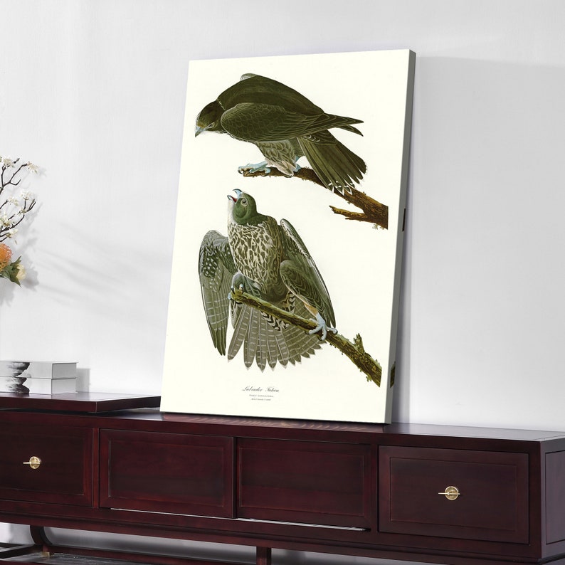 John James Audubon,Labrador Falcon,The Birds of America,canvas print,canvas art,canvas wall art,large wall art,framed wall art,p2401