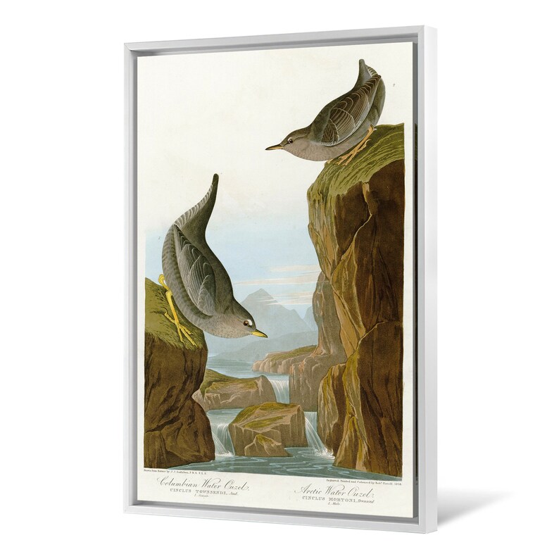 John James Audubon,Columbian Water Ouzel,The Birds of America,canvas print,canvas art,canvas wall art,large wall art,framed wall art,p2380
