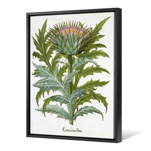 German School,The shops Cardoon, From The Hortus Drawing,large wall art,framed wall art,canvas wall art,large canvas,M5845