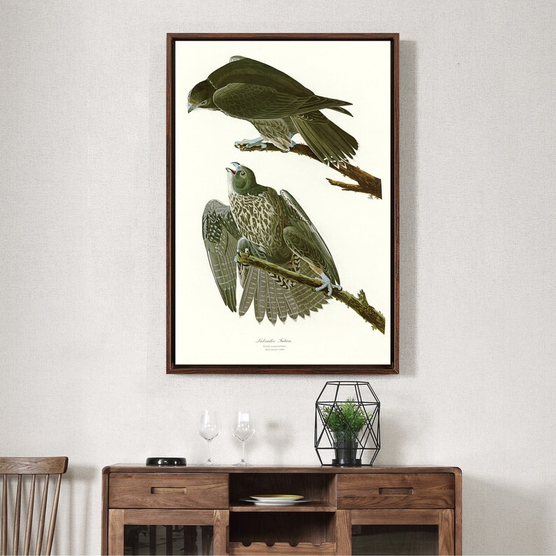 John James Audubon,Labrador Falcon,The Birds of America,canvas print,canvas art,canvas wall art,large wall art,framed wall art,p2401