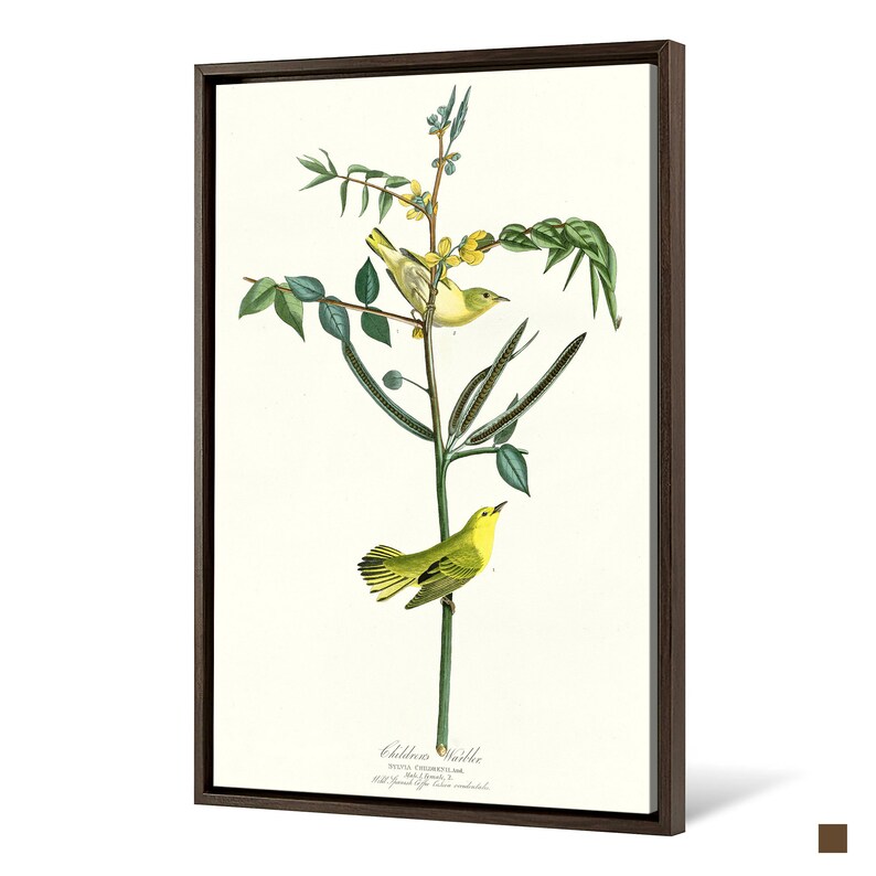 John James Audubon Children/'s Warbler,The Birds of America,canvas print,canvas art,canvas wall art,large wall art,framed wall art,p2329