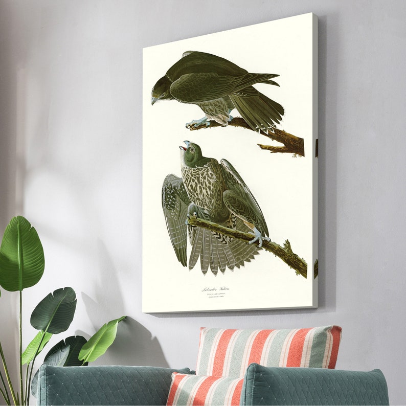 John James Audubon,Labrador Falcon,The Birds of America,canvas print,canvas art,canvas wall art,large wall art,framed wall art,p2401