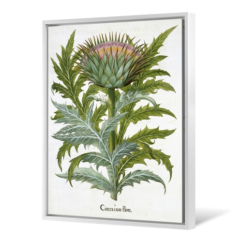 German School,The shops Cardoon, From The Hortus Drawing,large wall art,framed wall art,canvas wall art,large canvas,M5845