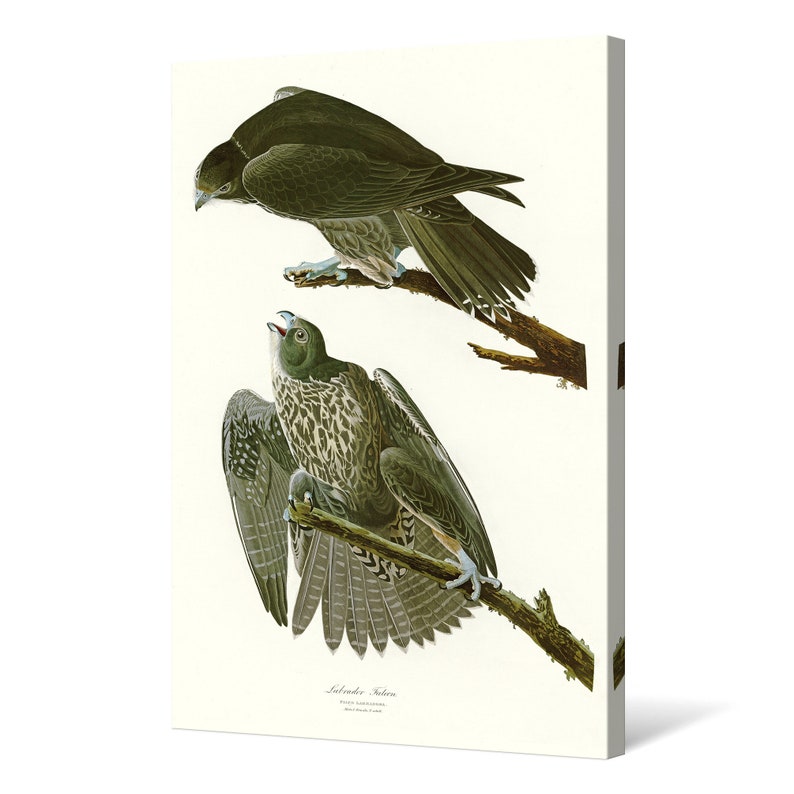John James Audubon,Labrador Falcon,The Birds of America,canvas print,canvas art,canvas wall art,large wall art,framed wall art,p2401