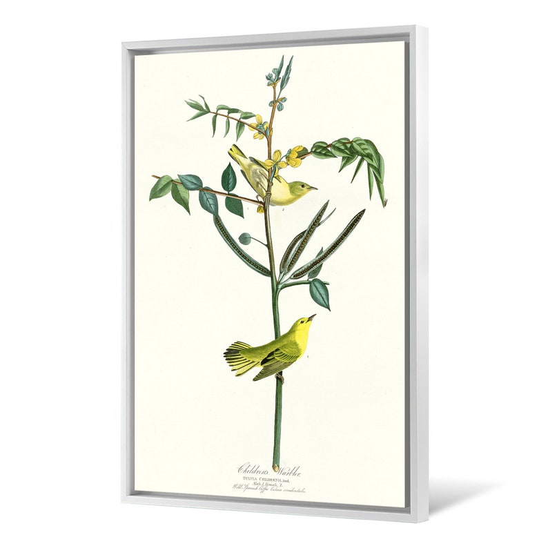 John James Audubon Children/'s Warbler,The Birds of America,canvas print,canvas art,canvas wall art,large wall art,framed wall art,p2329