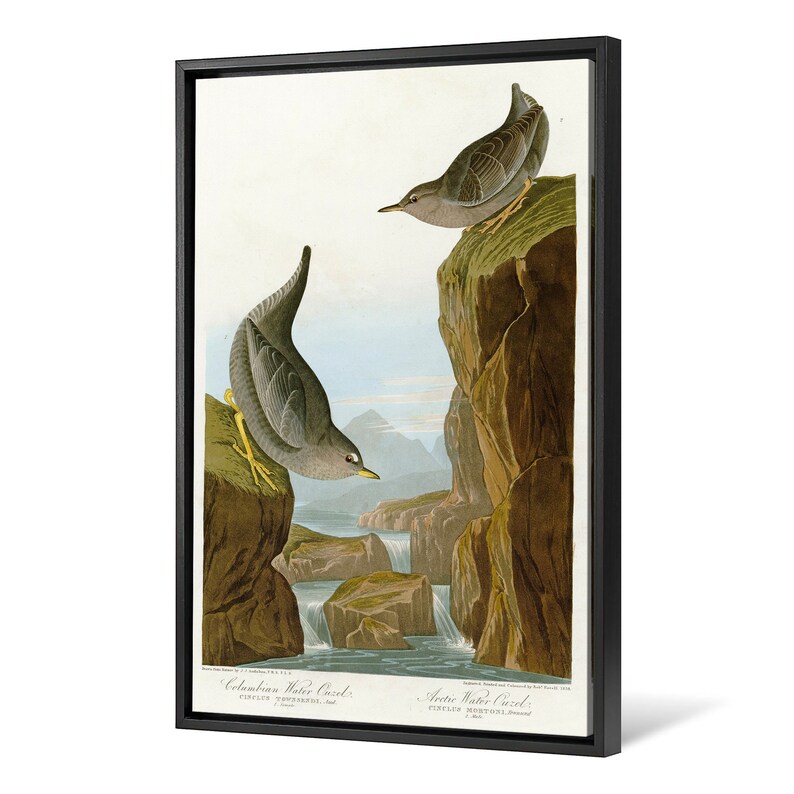 John James Audubon,Columbian Water Ouzel,The Birds of America,canvas print,canvas art,canvas wall art,large wall art,framed wall art,p2380