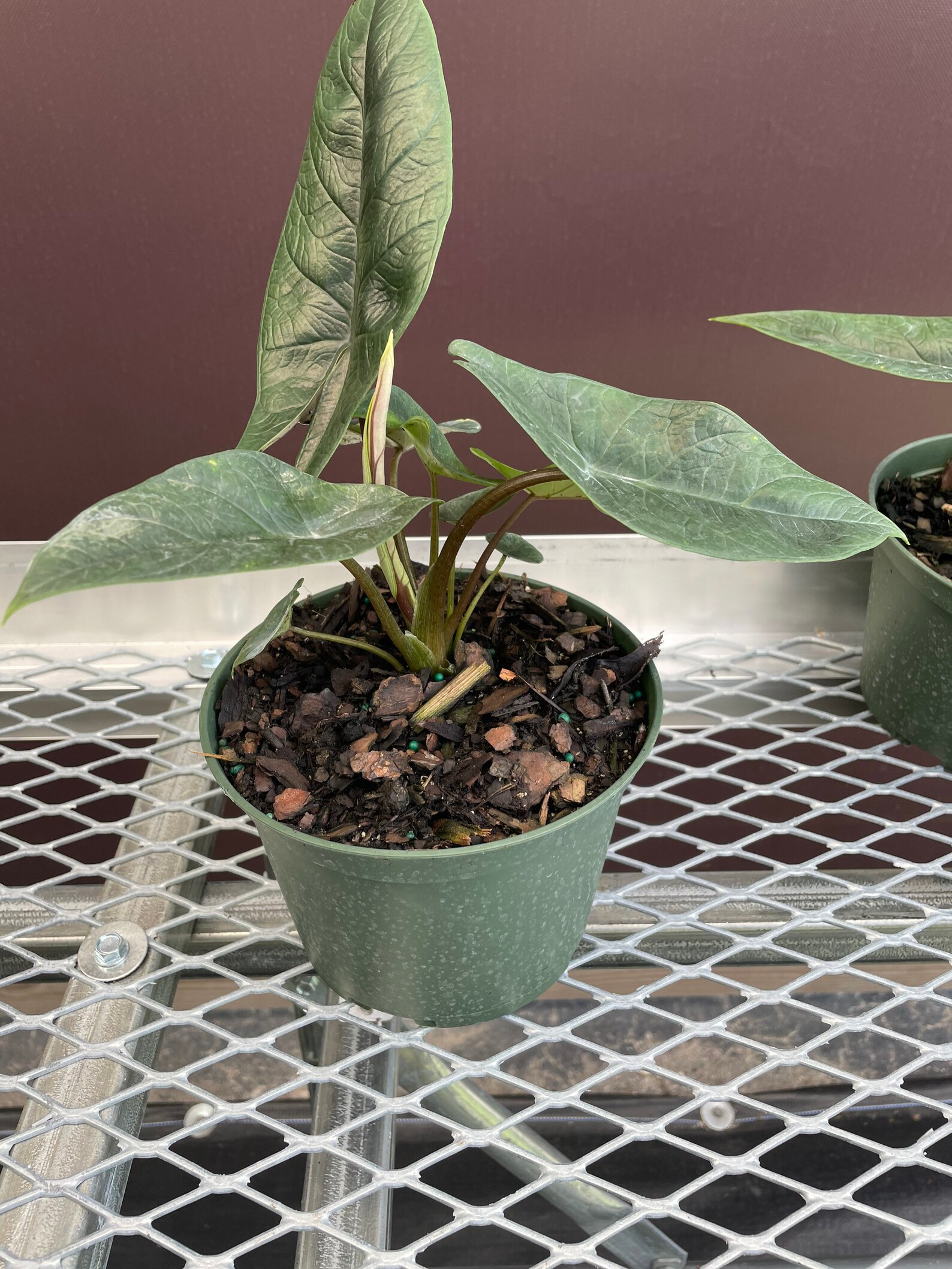 Alocasia Scalprum plant propagation
