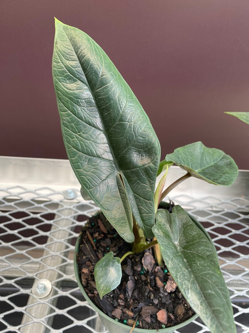 6 Alocasia Scalprum Rare Alocasia Etsy