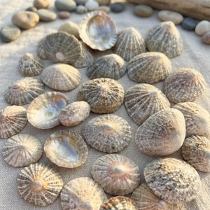 May include: A collection of numerous conical limpet shells with textured, ridged grey and tan exteriors. Several shells are positioned to reveal their smooth, iridescent, and pearlescent interiors, while others show their weathered, natural outer surfaces.