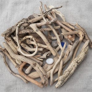 May include: A collection of assorted light brown and tan driftwood pieces of varying shapes and sizes, arranged in a cluster. The pile includes one small, smooth white stone and one small, smooth blue stone nestled among the weathered wood.