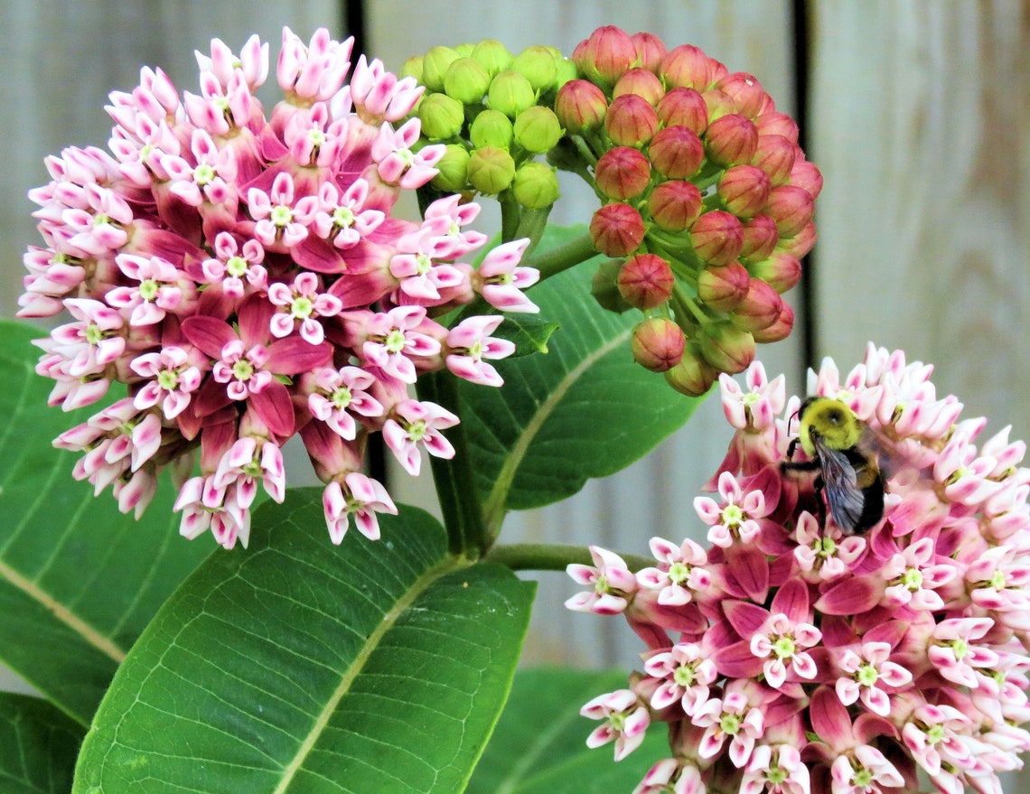 50 Showy Milkweed Seeds Asclepias Speciosa Edible Medicinal Etsy