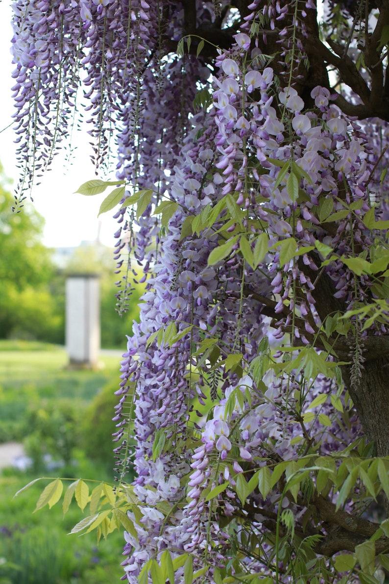 15 Japanese Wisteria Floribunda Seeds Edible Purple Flower Etsy