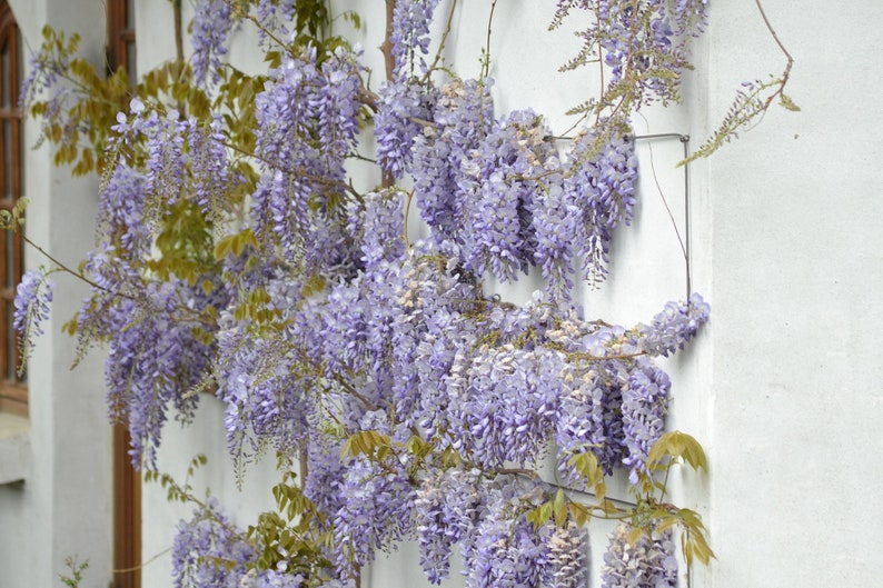 15 Japanese Wisteria Floribunda Seeds Edible Purple Flower Etsy