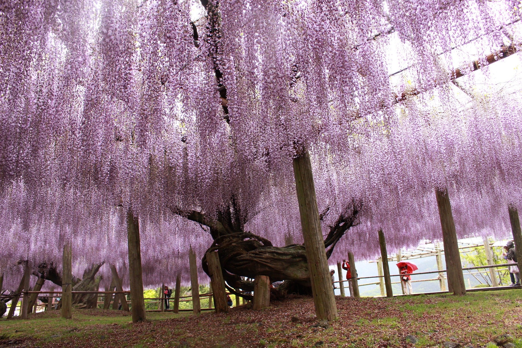 15 Japanese Wisteria Floribunda Seeds Edible Purple Flower Etsy