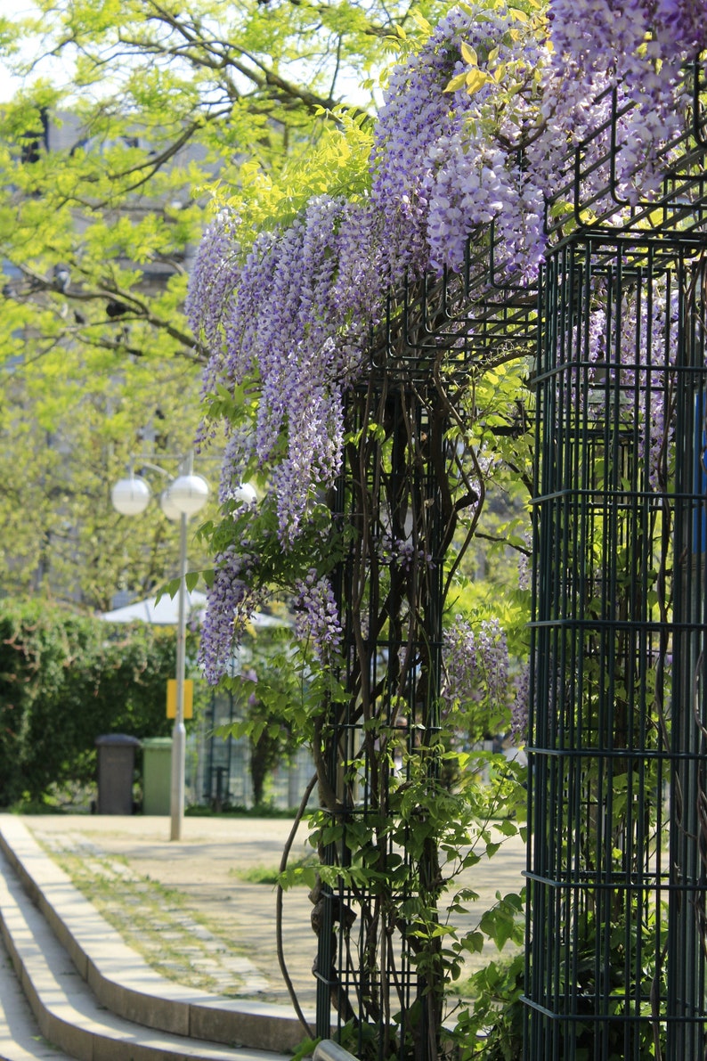 15 Japanese Wisteria Floribunda Seeds Edible Purple Flower Etsy