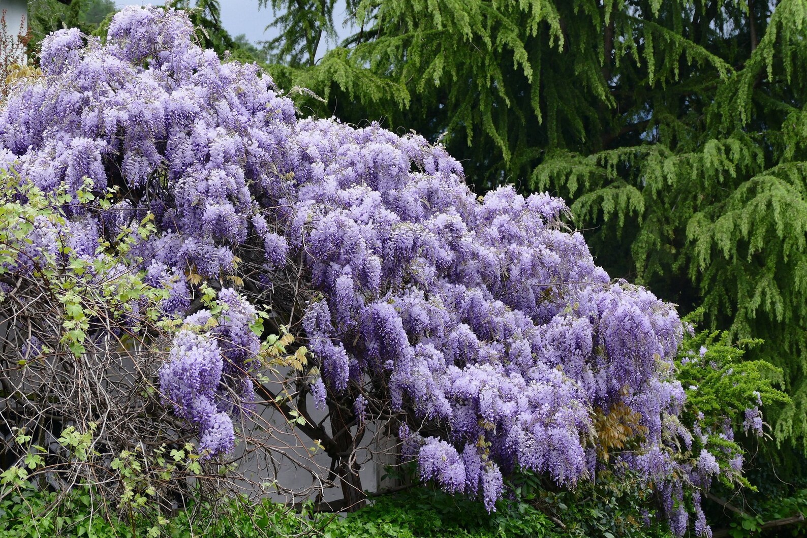 15 Japanese Wisteria Floribunda Seeds Edible Purple Flower Etsy