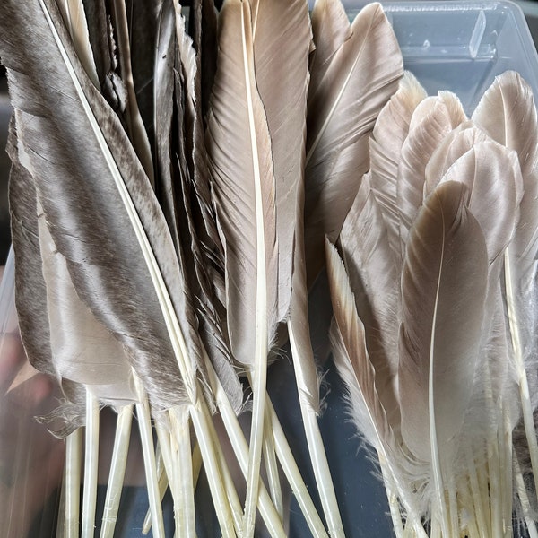 Goose feathers