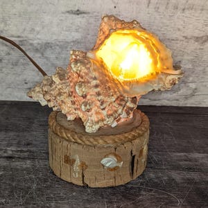 Peut inclure: Une lampe en forme de coquillage avec une lumière à l'intérieur, le coquillage est monté sur une base en bois avec une bordure en corde et un motif de poisson.