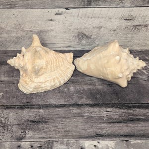 May include: Two large, beige conch shells with textured surfaces are displayed on a weathered, grey wooden background. The shells have intricate patterns and varying shapes, showcasing natural coastal elements.
