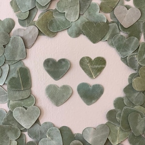 Silver dollar eucalyptus hearts