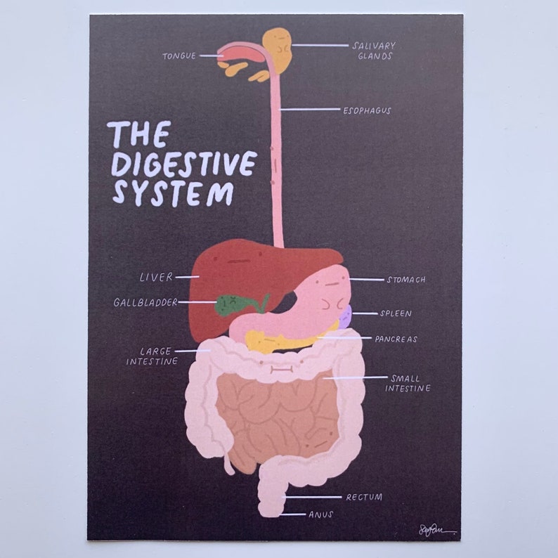 Anatomy Print: the Digestive System - Etsy
