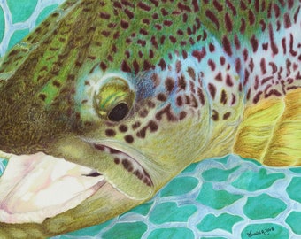 Colored pencil brown trout print, fly fishing wall art, nature artwork, home decor, gift for him, father day gift, man cave art, fish art