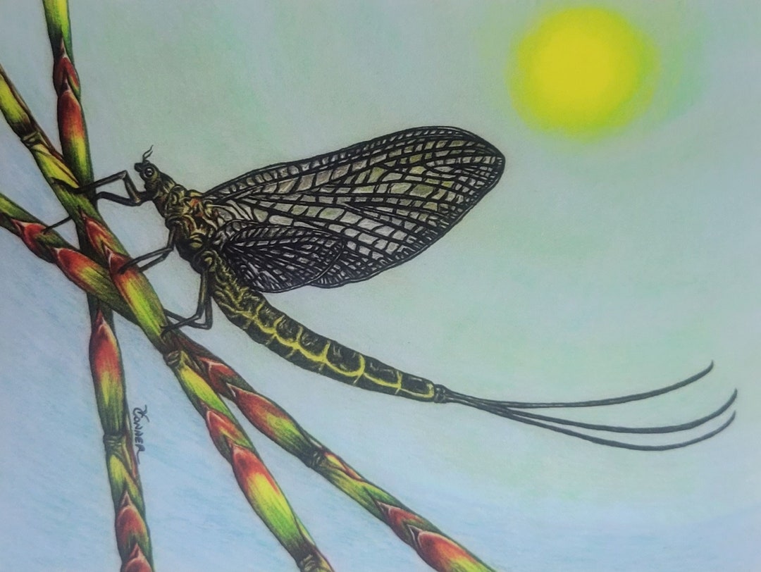 Colorful Green Drake Bug Colored Pencil Blank Greeting Card, Bug Art ...