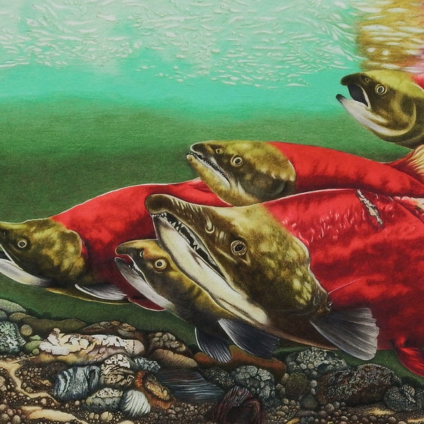 Colored pencil sockeye salmon print, fly fishing decor, nature wall art, nature home decor, father day gift, man cave art, cabin wall art