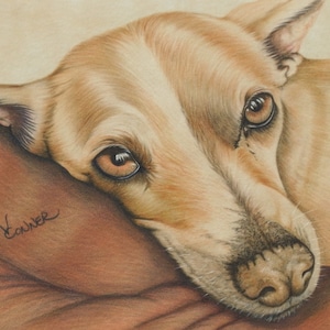 Colored pencil dog blank greeting card, birthday card, friend gift, sympathy card, dog art, animal lover gift, miss you card, pet gifts