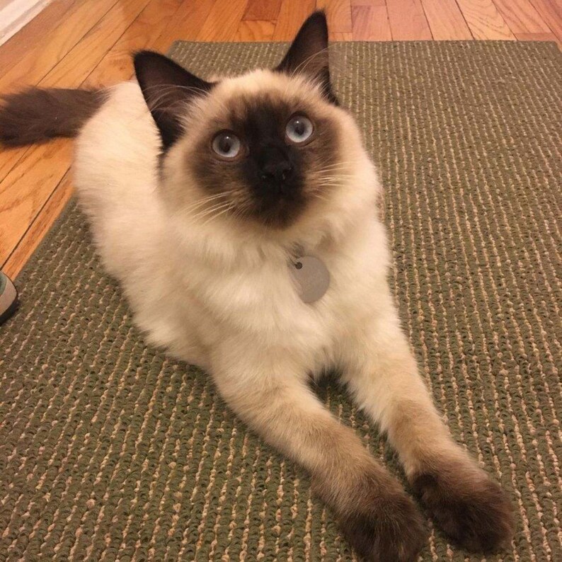 Pretty kitty posing with her cat collar, name tag shown.