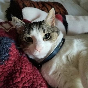 Handsome tabby cat lies on a blanket, gazing at the viewer with his hazel green eyes and wearing his beautiful navy blue cat collar with gold foil lettering that says "Companions on the Journey."