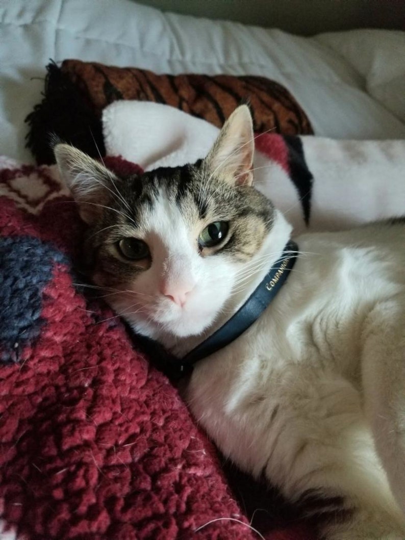 Handsome tabby cat lies on a blanket, gazing at the viewer with his hazel green eyes and wearing his beautiful navy blue cat collar with gold foil lettering that says "Companions on the Journey."