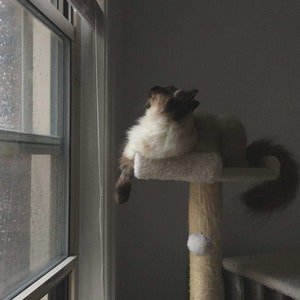 Peut inclure: Un chat blanc et brun assis sur un arbre &agrave; chat beige, regardant par une fen&ecirc;tre avec des gouttes de pluie sur le verre.
