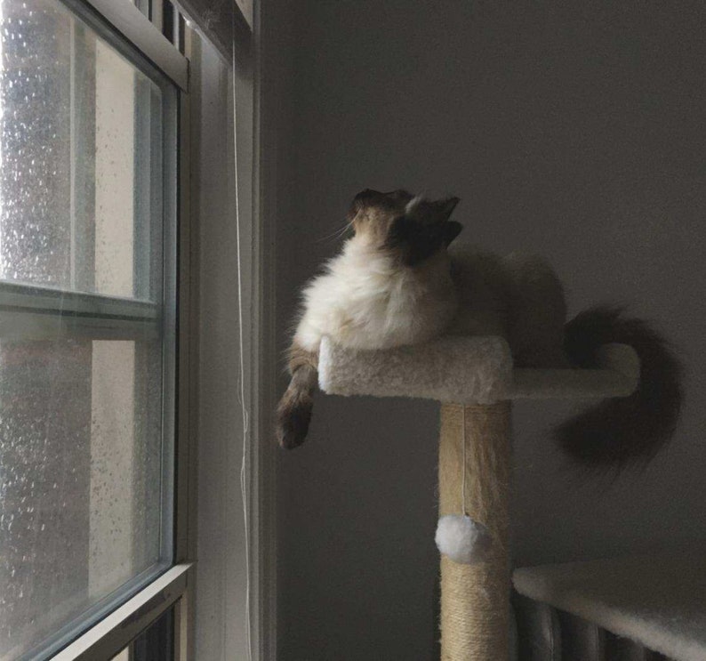 Peut inclure: Un chat blanc et brun assis sur un arbre &agrave; chat beige, regardant par une fen&ecirc;tre avec des gouttes de pluie sur le verre.
