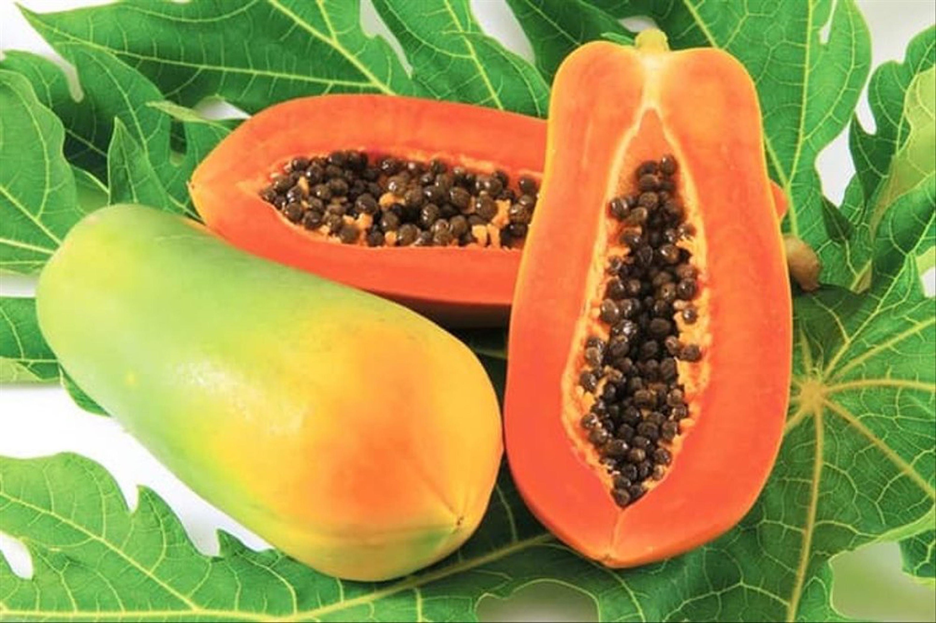 30 500 ORGANIC SEEDS Papaya Carica papaya L. Etsy