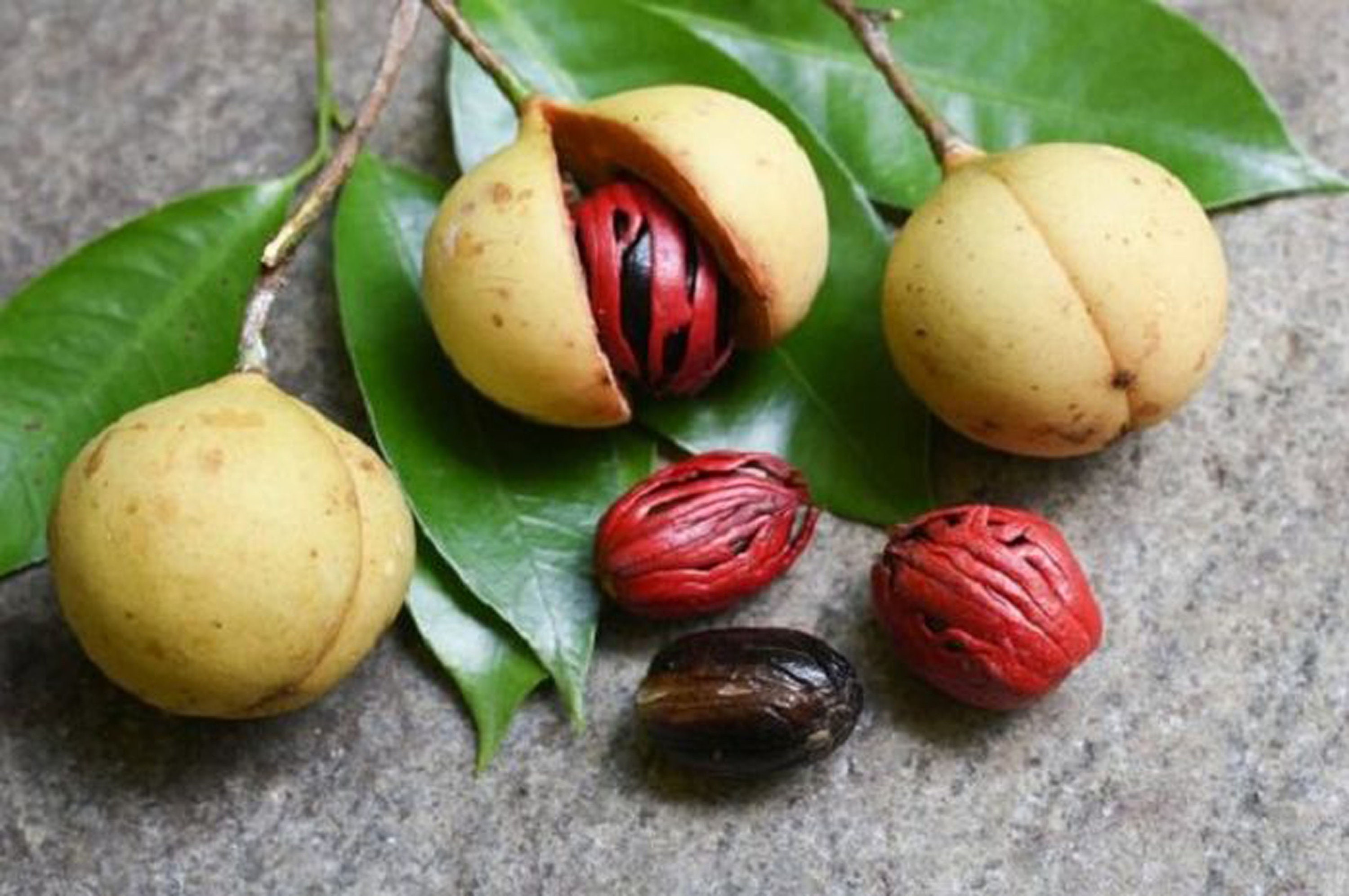 20 100 ORGANIC SEEDS Nutmeg Myristica fragrans Pala Etsy