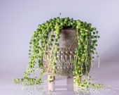String of pearls aztec leggy pot