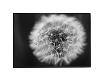Dandelion Black and White Print - Macro Photography - Still-Life