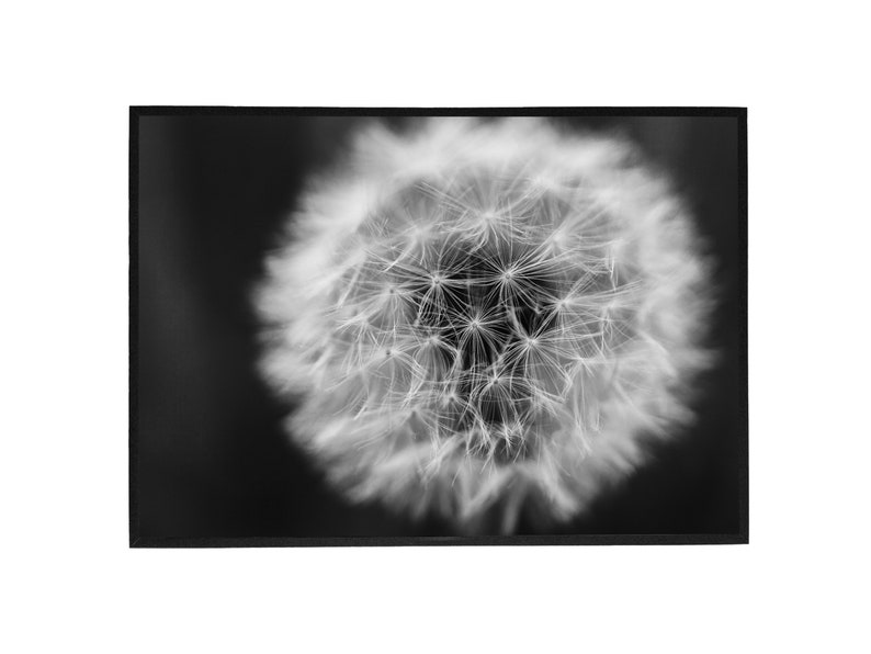 Dandelion Black and White Print Macro Photography Still-Life image 1