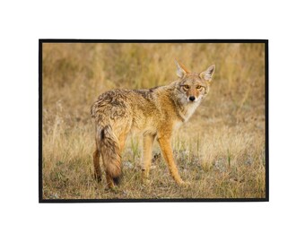 Coyote on the Prowl, Custer State Park Wildlife Photography Print, Wall Art and Home Decor