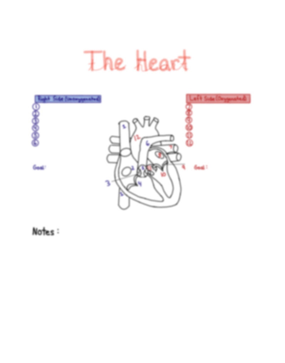 Anatomy & Physiology Blood Flow of the Heart Numbered Diagram With ...