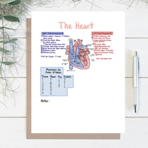 Anatomy & Physiology Blood Flow of The Heart Numbered Diagram with Mnemonics and Practice Sheet